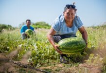 Projeto aprovado em comissão na Câmara dos Deputados amplia Garantia-Safra para agricultores indígenas