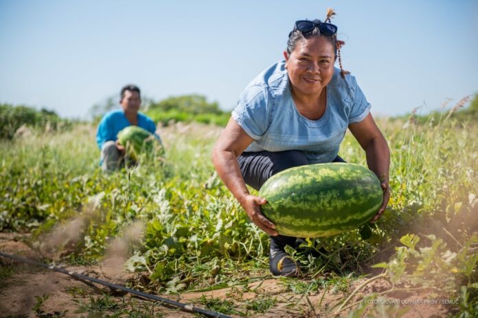 agricultura indigena