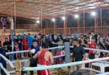 Torneio de boxe “Rei da Areia” terá três disputas de cinturão em Caracaraí neste sábado boxe