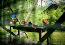 Bosque dos Papagaios: saiba regras de visitação no Parque Ecológico de Boa Vista Bosque dos Papagaios: saiba regras de visitação no Parque Ecológico de Boa Vista
