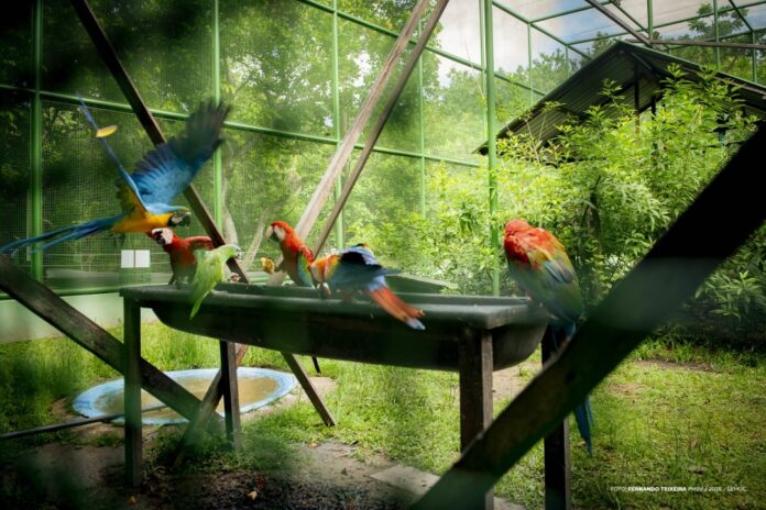 Bosque dos Papagaios - Ft FERNANDO TEIXEIRA1 Bosque dos Papagaios: saiba regras de visitação no Parque Ecológico de Boa Vista