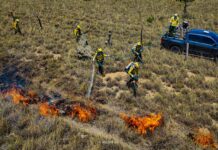 Brigadistas indígenas iniciam queima planejada para prevenir incêndios em território de Roraima Brigadistas indígenas iniciam queima planejada para prevenir incêndios em território de Roraima
