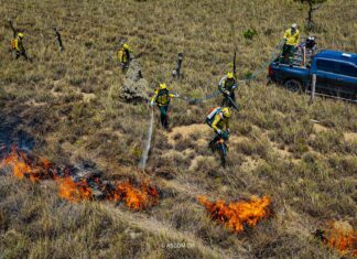 Brigadistas indígenas iniciam queima planejada para prevenir incêndios em território de Roraima Brigadistas indígenas iniciam queima planejada para prevenir incêndios em território de Roraima