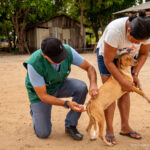 Vacinação antirrábica chega à zona rural de Boa Vista com visitas de casa em casa Antirrabica