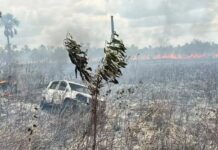 Carro atola e causa incêndio que destrói apiário na zona rural de Boa Vista Carro atola e causa incêndio que destrói apiário na zona rural de Boa Vista
