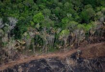 Desmatamento cresce em Roraima enquanto Amazônia registra menor taxa da série histórica Terra Waimiri Atroari, em Roraima, foi a segunda mais pressionada pela derrubada de floresta no primeiro semestre | Christian Braga/Greenpeace DESMATAMENTO