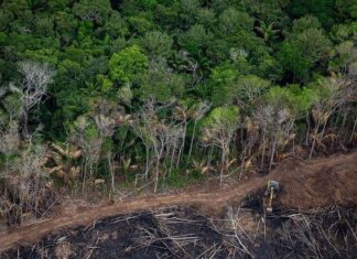 Desmatamento cresce em Roraima enquanto Amazônia registra menor taxa da série histórica Terra Waimiri Atroari, em Roraima, foi a segunda mais pressionada pela derrubada de floresta no primeiro semestre | Christian Braga/Greenpeace DESMATAMENTO