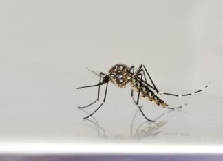 Calor intenso e previsão de El Niño mais forte acendem alerta para aumento dos casos de dengue em Roraima dengue