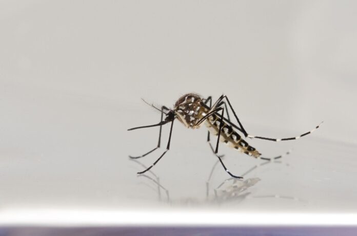 fiocruz-imagens_raquel-portugal_e_rodrigo-mexas-1--1- dengue