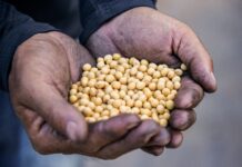 Falta de chuva em julho causa quebra de até 50% na safra agrícola de Roraima safra soja roraima grãos