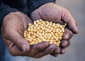 Falta de chuva em julho causa quebra de até 50% na safra agrícola de Roraima safra soja roraima grãos